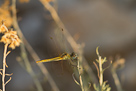 Sympetrum fonscolombii